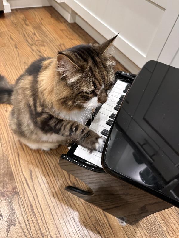 /Images/uploads/Canopy Cat Rescue/kittystarofccr/entries/27918thumb.jpg